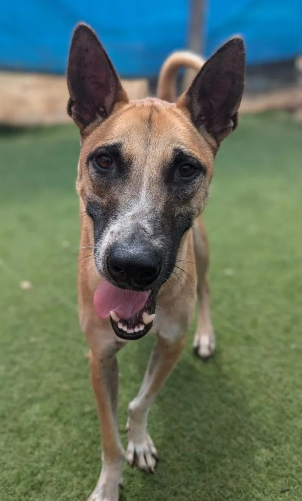 An adult medium-sized male Jindo dog named Vander for adoption in San Diego, CA