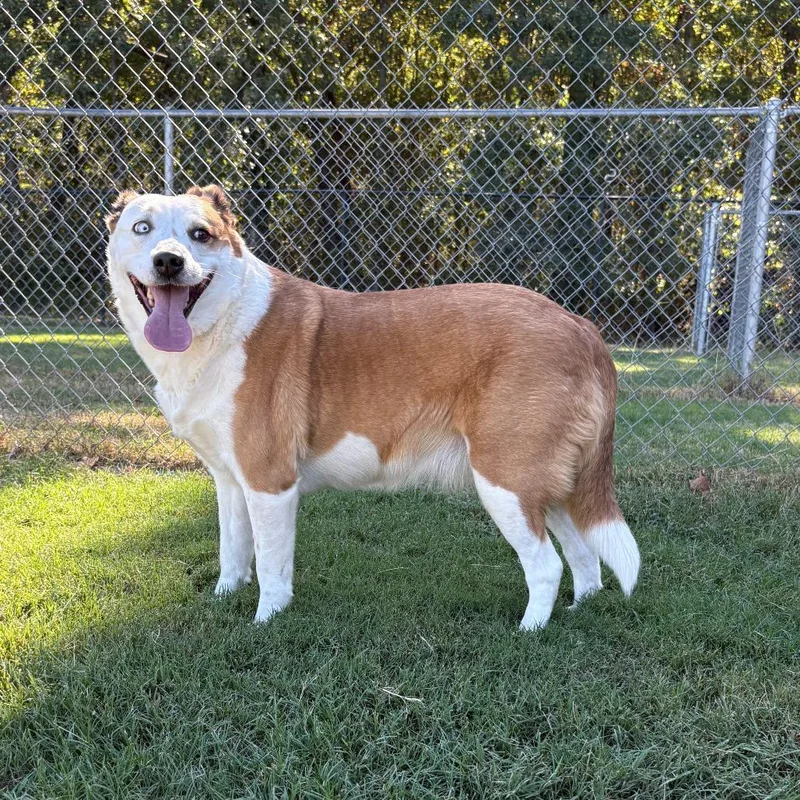 An adult medium-sized female Yellow / Tan / Blond / Fawn Cattle Dog dog named Sadie for adoption in Cabot, AR