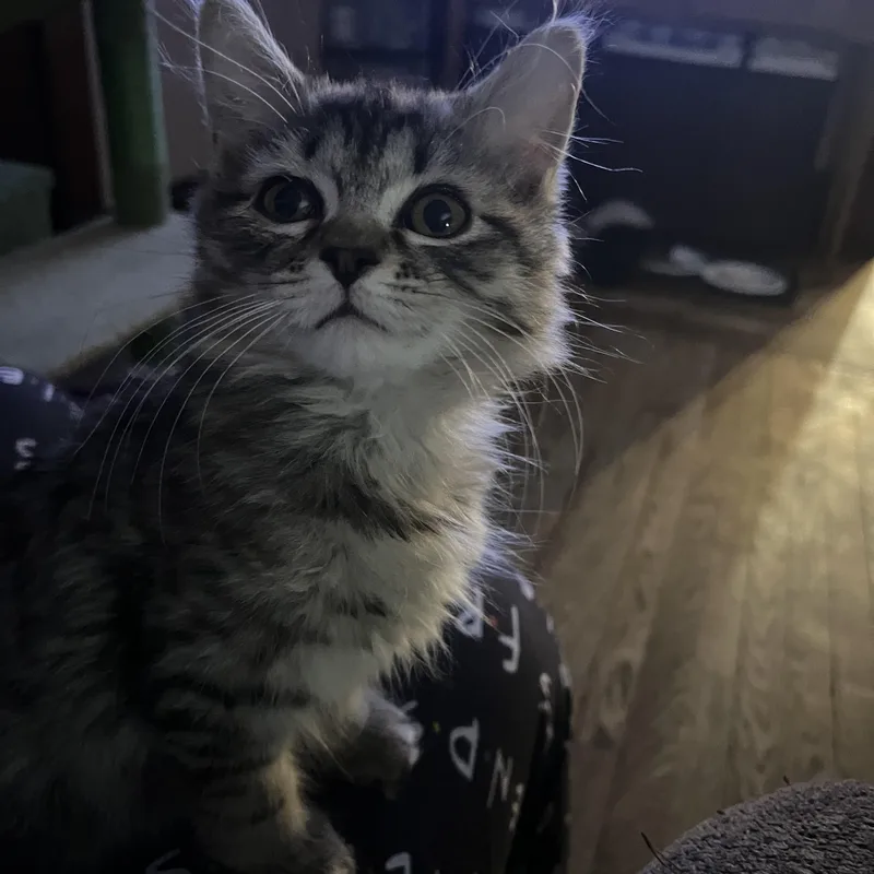 Gingerbread thumbnail 2