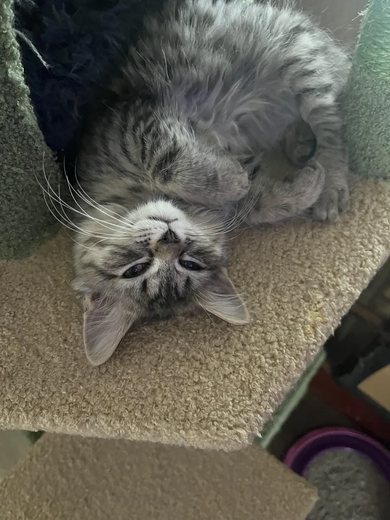 Gingerbread thumbnail 4