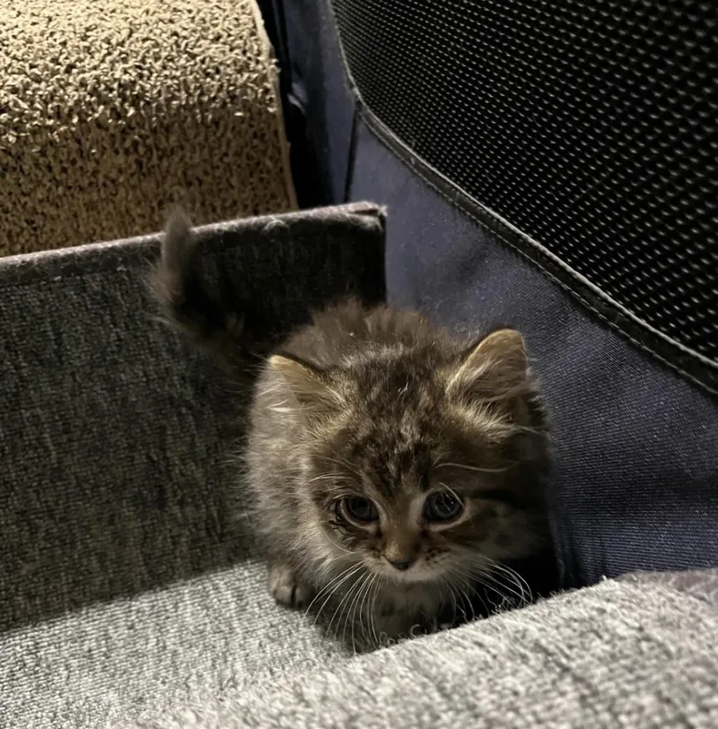 Gingerbread thumbnail 5