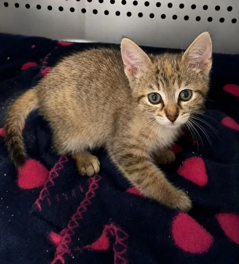 A baby small-sized female Domestic Short Hair cat named Marina for adoption in Columbia, TN