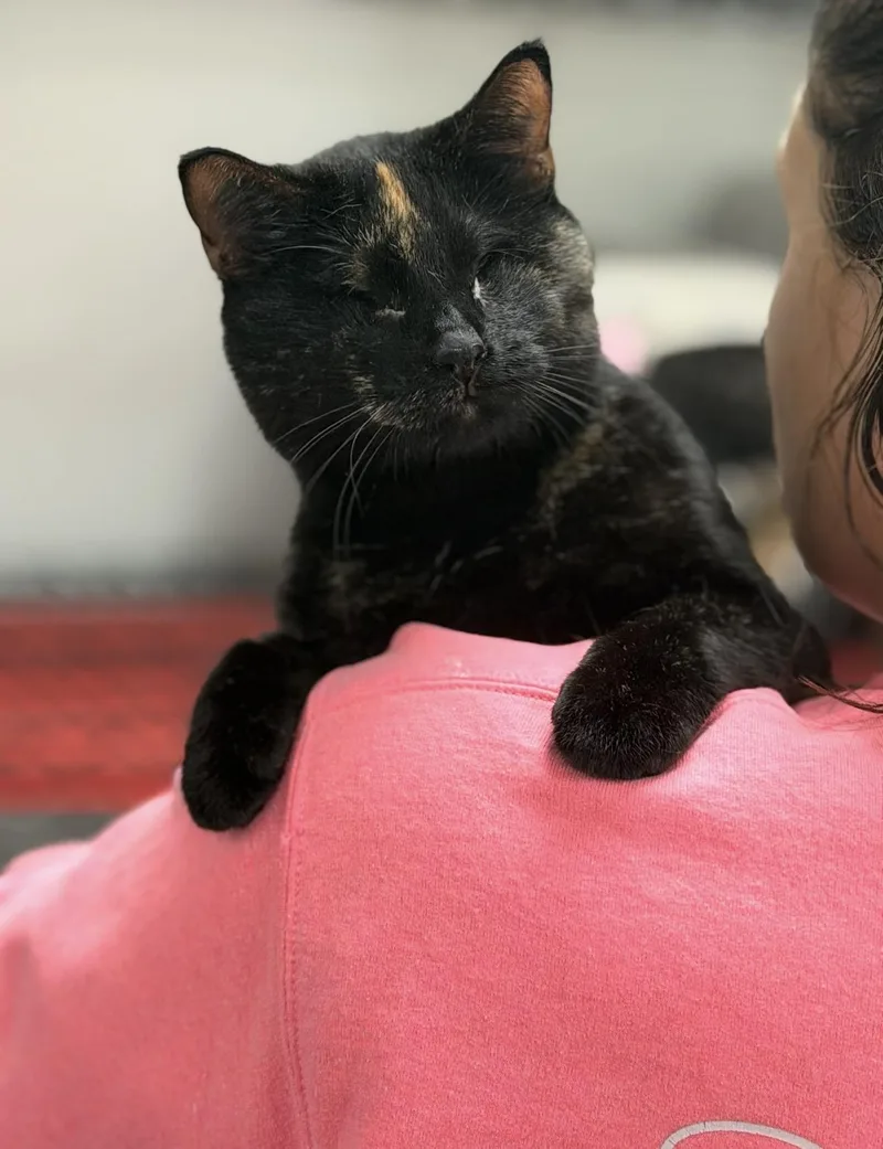 An adult medium-sized female Tortoiseshell Domestic Short Hair cat named Shelly for adoption in Fertile, MN