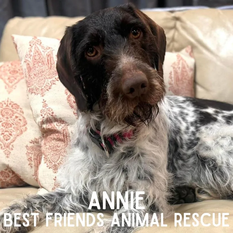 An adult medium-sized female Brown / Chocolate German Wirehaired Pointer dog named Annie for adoption in Wasilla, AK