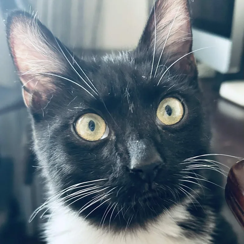 A young small-sized male Black Domestic Short Hair cat named Fizz for adoption in San Diego, CA