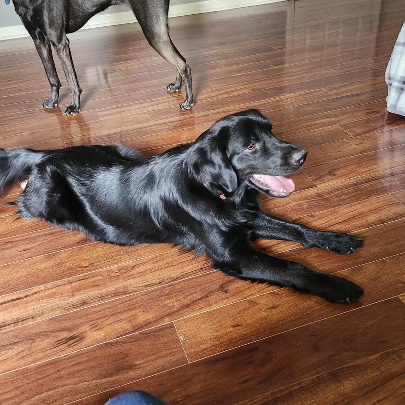 Finnegan
