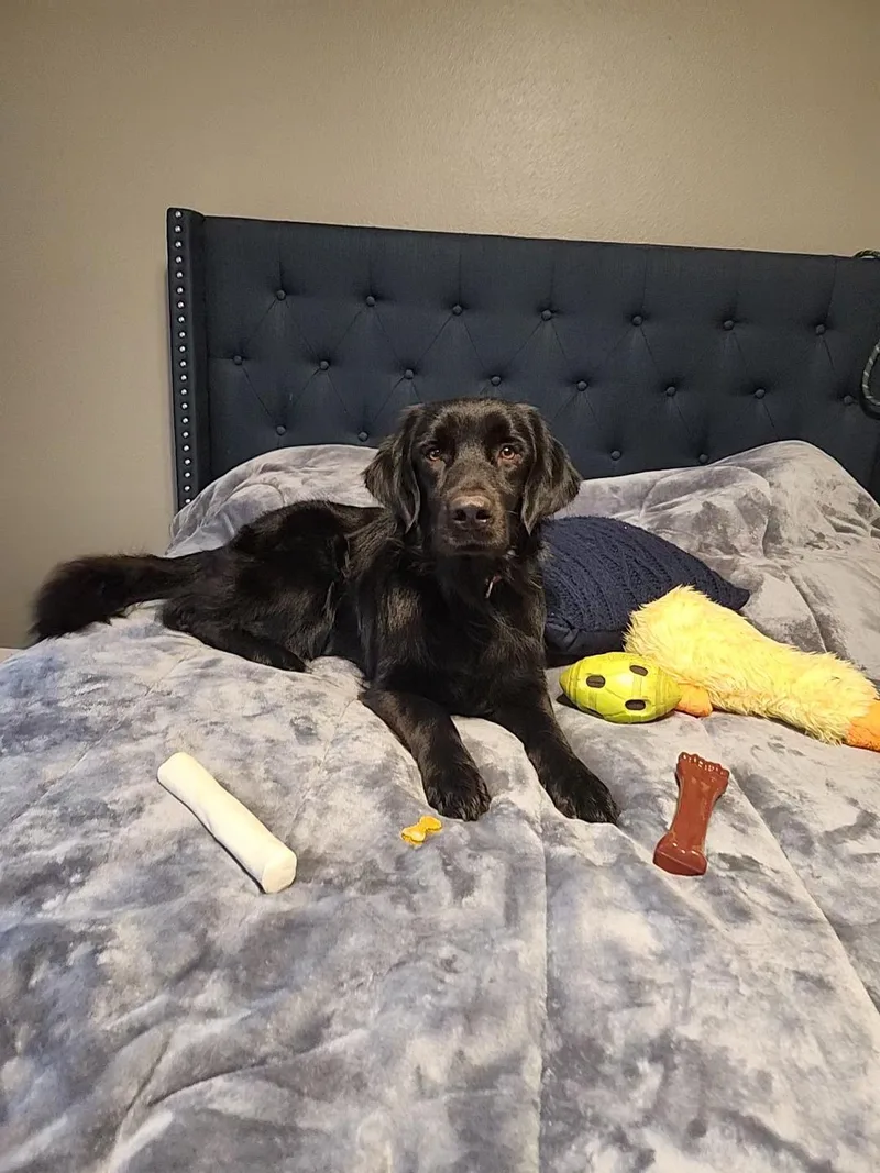 Finnegan thumbnail 2