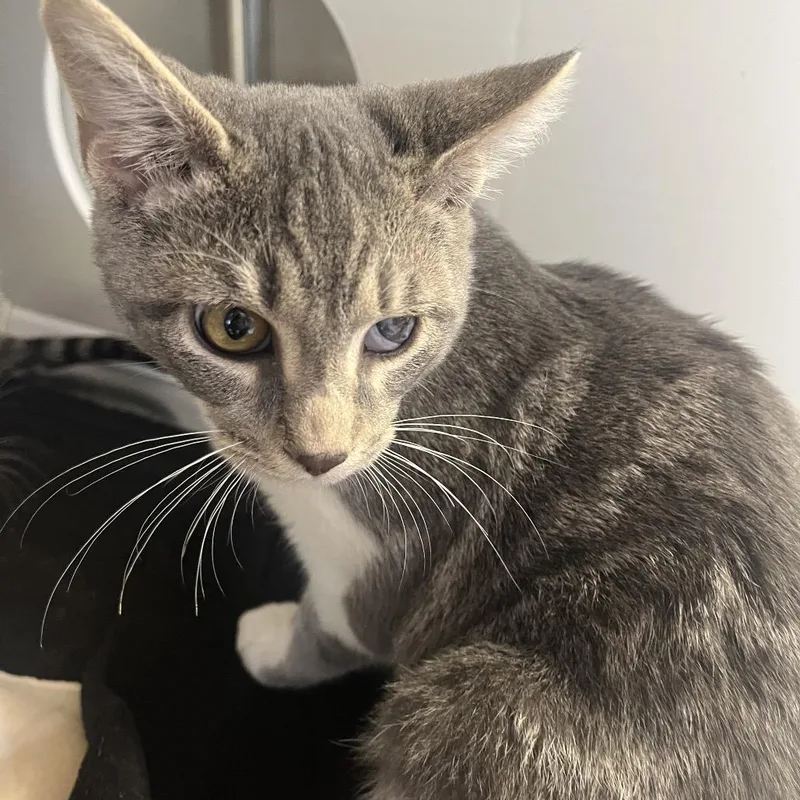 A baby small-sized male Domestic Short Hair cat named Pine for adoption in Madisonville, TN