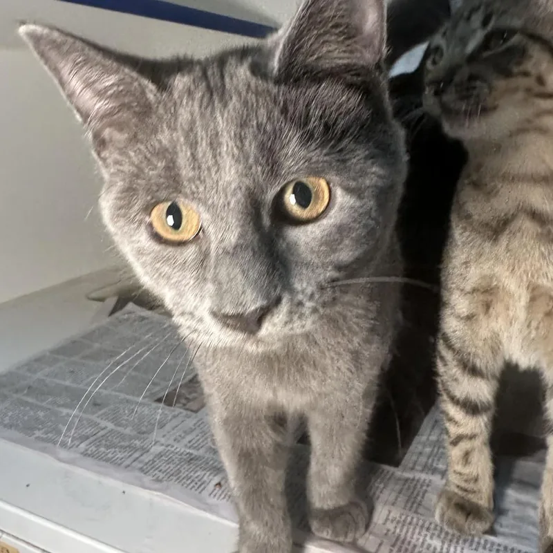 A baby small-sized male Gray / Blue / Silver Domestic Short Hair cat named Mort for adoption in San Antonio, TX