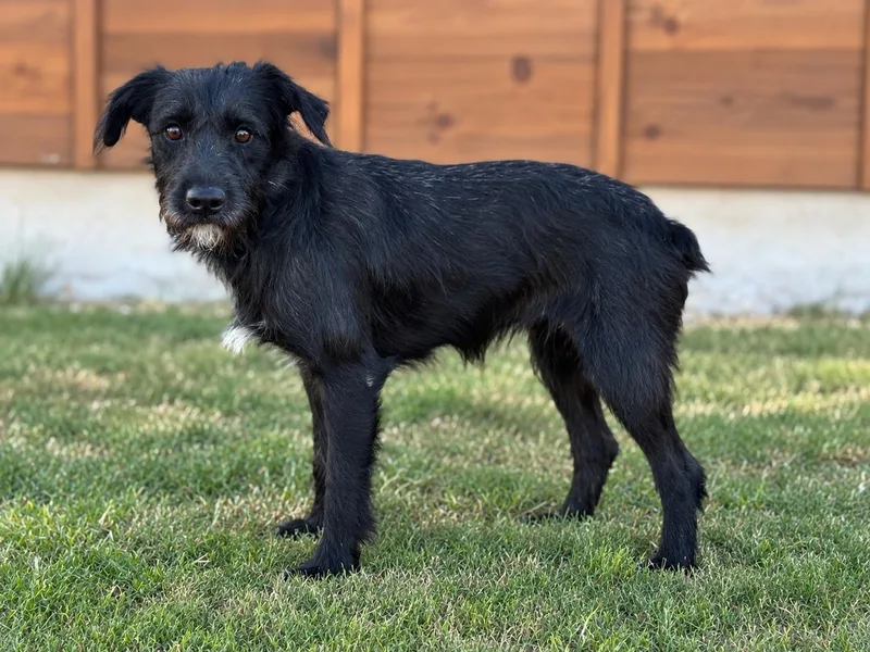 An adult medium-sized male Schnauzer dog named Levi for adoption in Helotes, TX