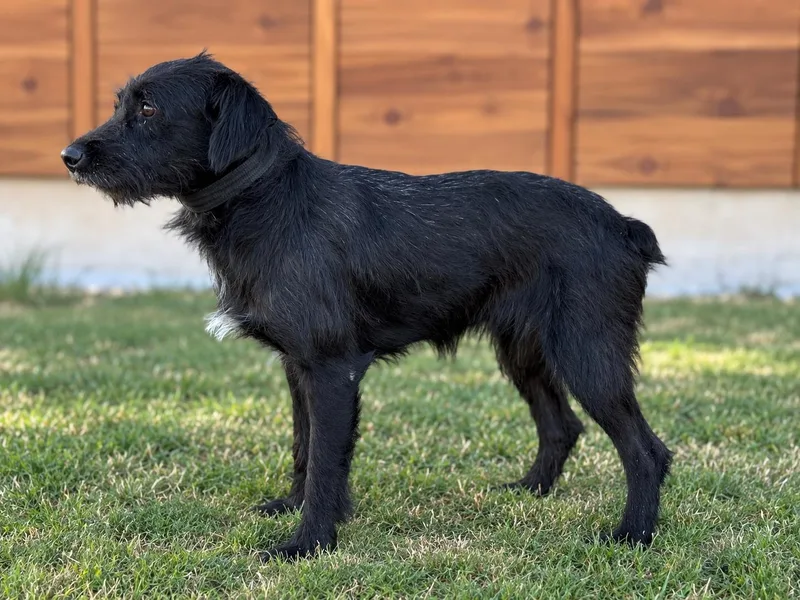 Levi thumbnail 2