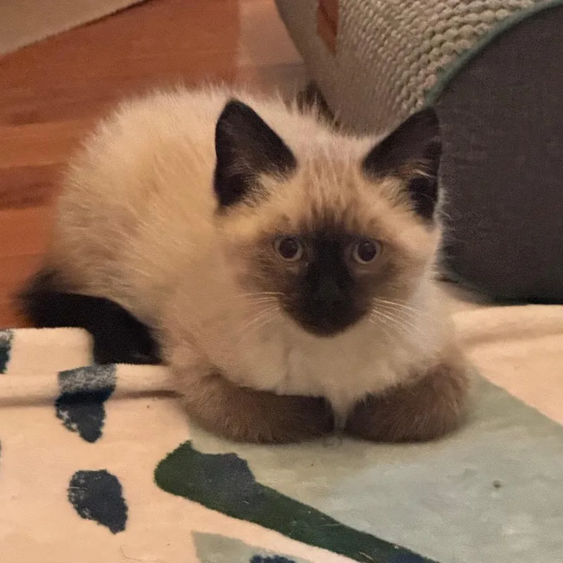 A baby small-sized male Brown / Chocolate Siamese cat named Paxson for adoption in Brownsboro, AL