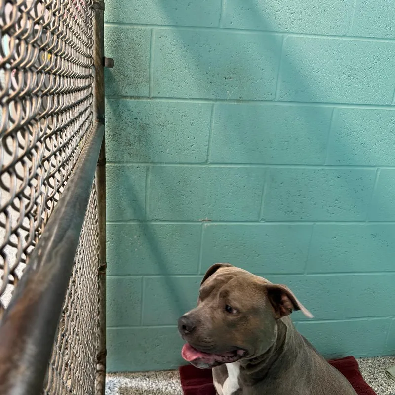 An adult large-sized male Gray / Blue / Silver Mixed Breed dog named Franklin for adoption in Port Charlotte, FL