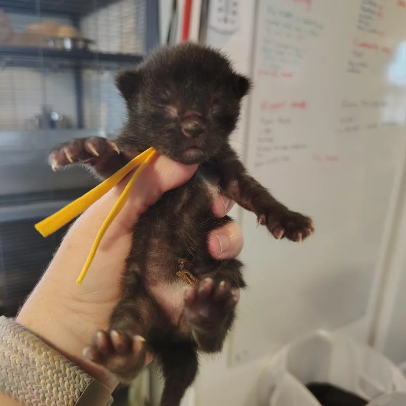 A baby small-sized female Domestic Short Hair cat named Hail for adoption in Osawatomie, KS