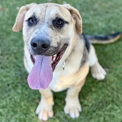 A young medium-sized male Catahoula Leopard Dog named Mater for adoption in Red Bluff, CA