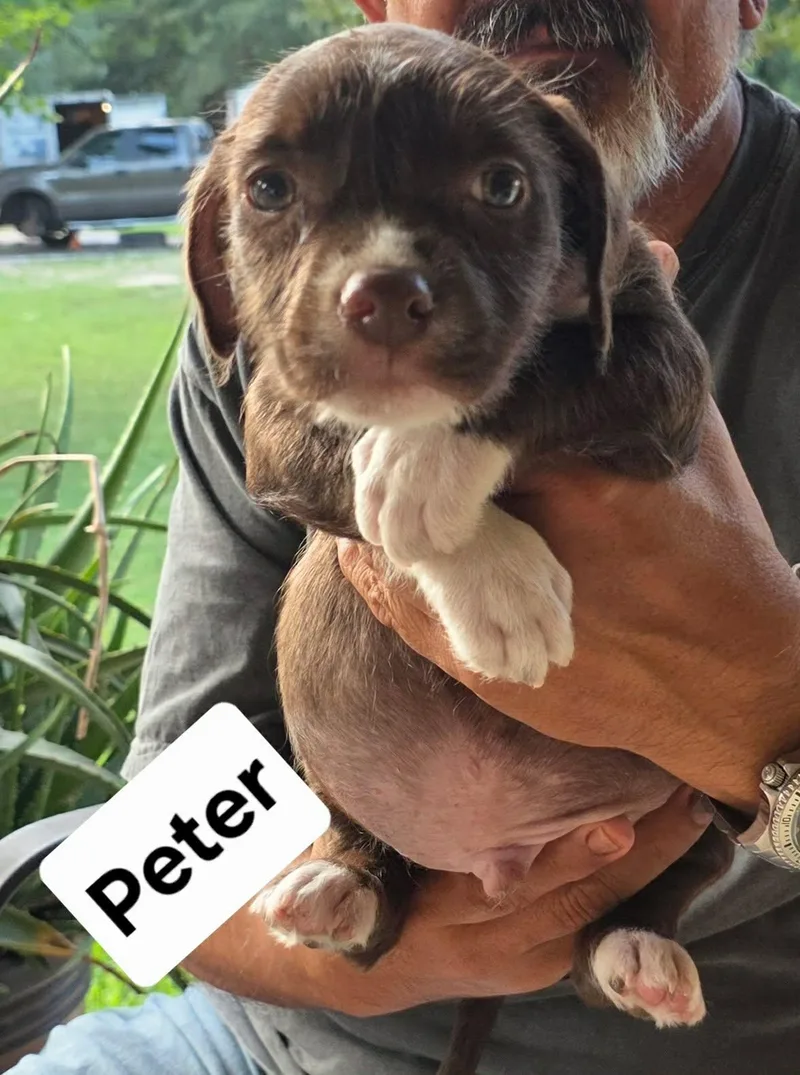 A baby medium-sized male Brown / Chocolate American Staffordshire Terrier dog named Peter for adoption in Mooresville, NC