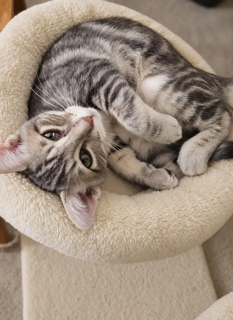 A baby medium-sized male Tabby (Gray / Blue / Silver) Tabby cat named Statler for adoption in Fresno, CA