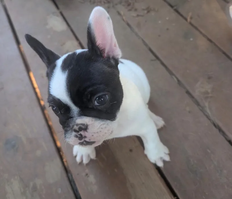 A baby small-sized female White / Cream French Bulldog dog named Nickel for adoption in Shingle Springs, CA