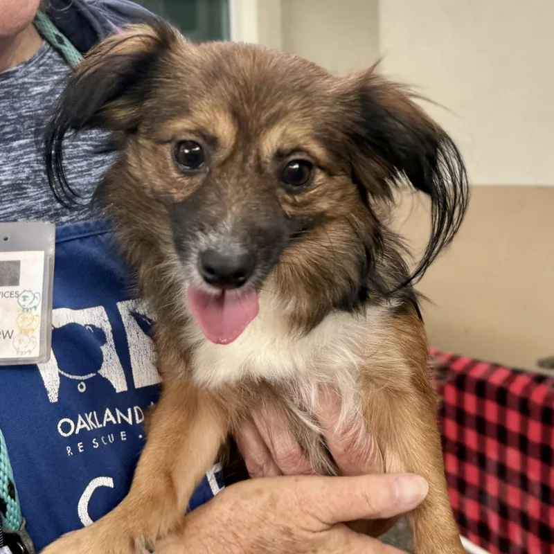 A young small-sized male Chihuahua dog named Chameleon for adoption in Oakland, CA