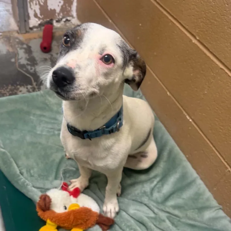 A young small-sized female Black Mixed Breed dog named Rebecca for adoption in Newport, TN