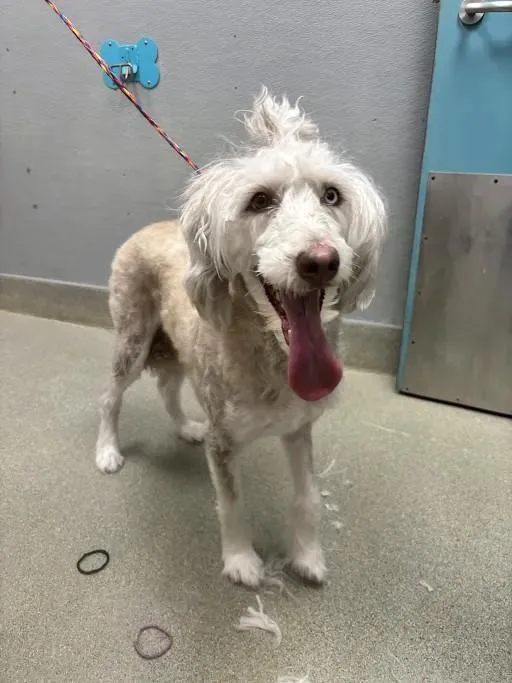 An adult large-sized female Poodle dog named Chole for adoption in Las Vegas, NV