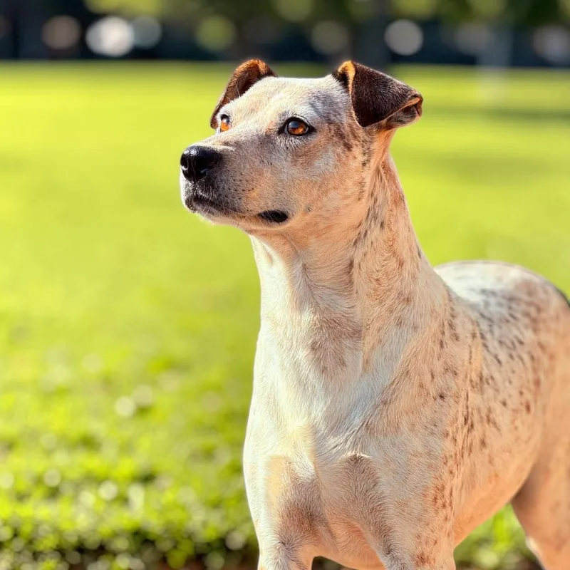 An adult medium-sized female Australian Cattle Dog / Blue Heeler dog named Mili for adoption in San Diego, CA