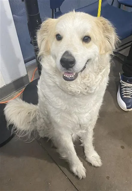 A young large-sized female Mixed Breed dog named Sunny for adoption in Dallas, TX