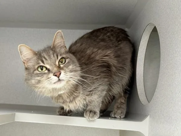 An adult medium-sized female Domestic Long Hair cat named Tinker for adoption in New York, NY