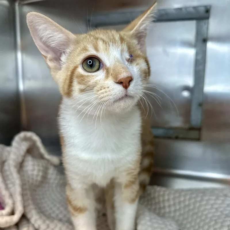 A baby small-sized male Orange / Red Domestic Short Hair cat named Grasshopper for adoption in Matteson, IL