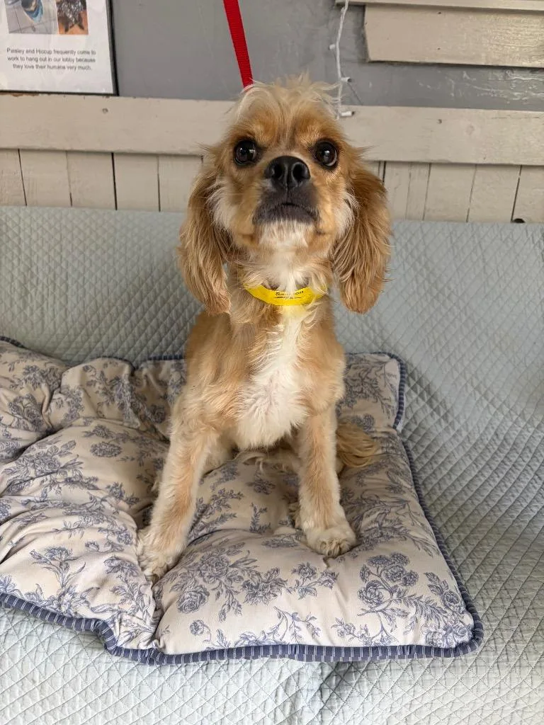 A young medium-sized male Cocker Spaniel dog named Samson for adoption in Fort Worth, TX