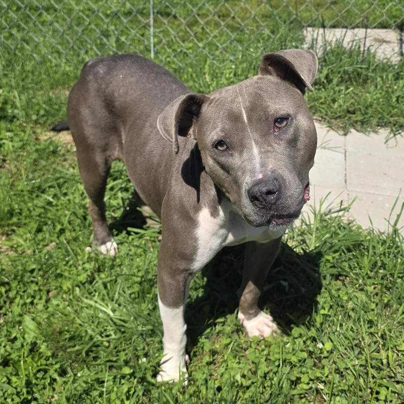 An adult medium-sized female Gray / Blue / Silver Pit Bull Terrier dog named Nova for adoption in Xenia , OH