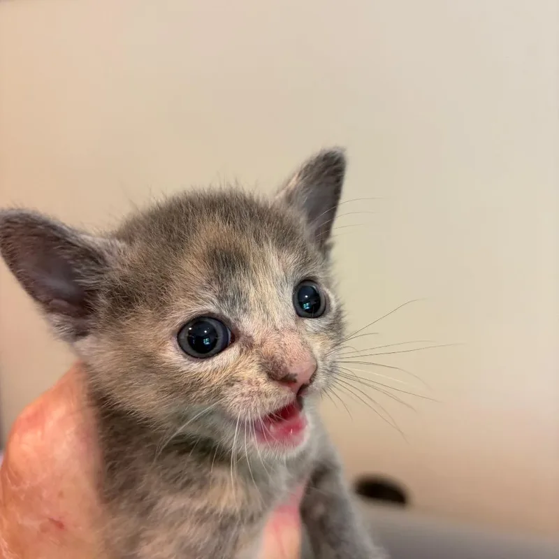 A baby small-sized female Gray / Blue / Silver American Shorthair cat named Miami for adoption in Long Beach, CA