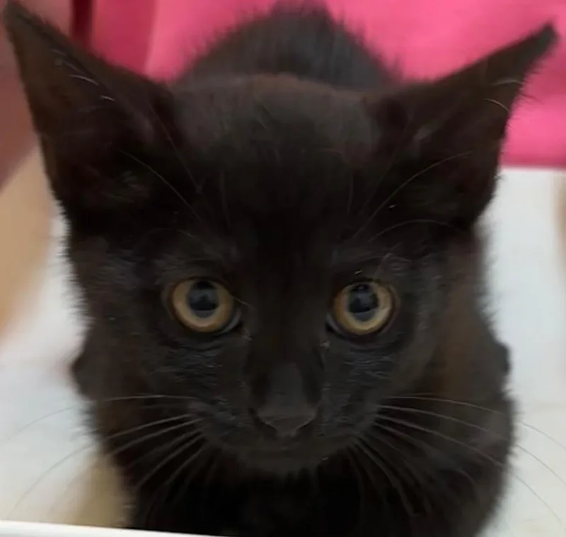A baby small-sized female Domestic Short Hair cat named Curry for adoption in Elizabethton, TN