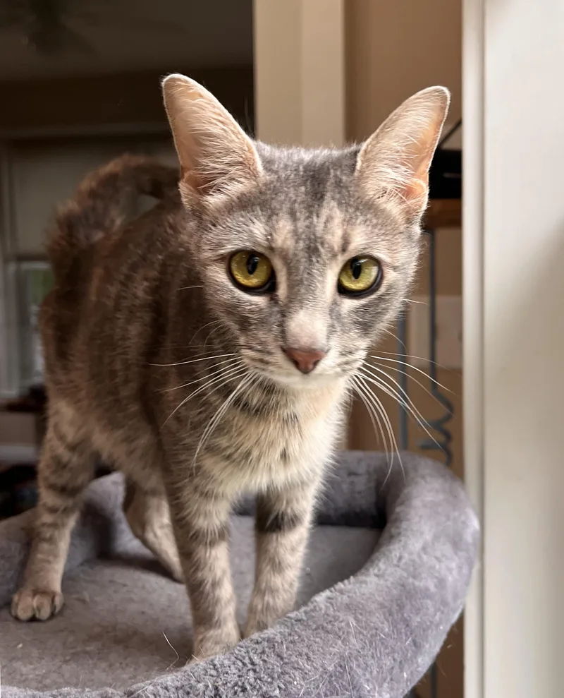 A young small-sized female Domestic Short Hair cat named Thin Lizzy for adoption in Hershey, PA