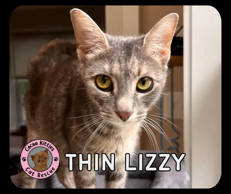 Thin Lizzy thumbnail 5