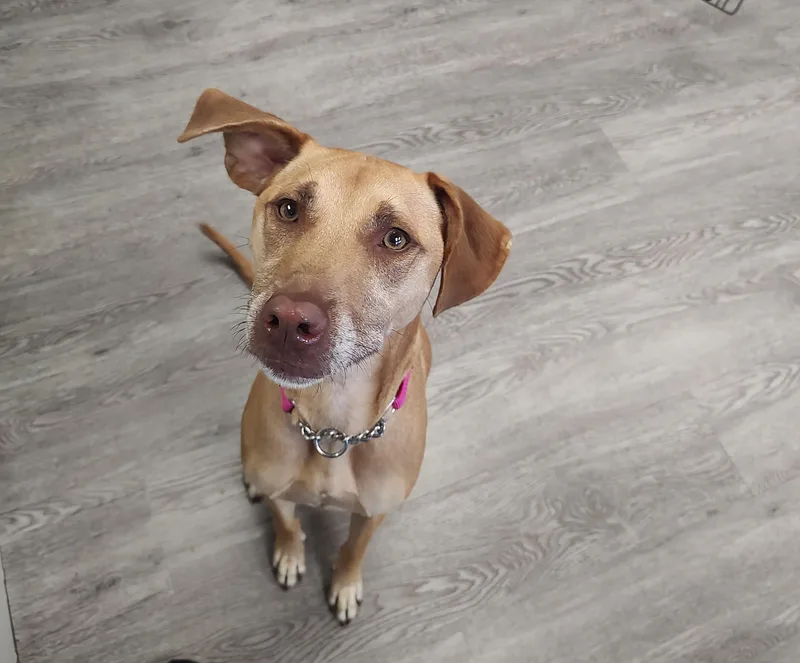A young medium-sized female Brown / Chocolate Vizsla dog named Christa for adoption in Newburgh, NY