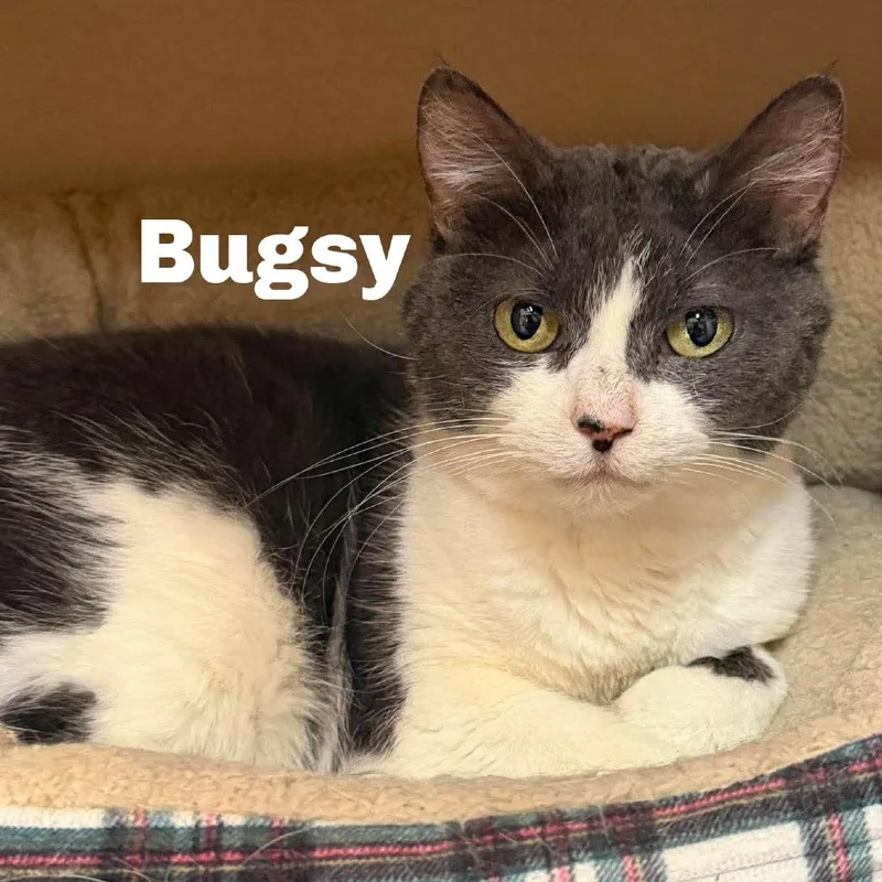 Bugsy