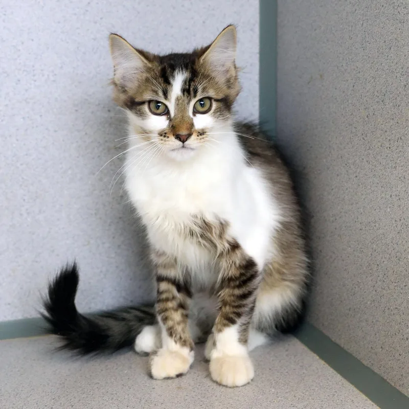 A baby medium-sized female Tabby (Brown / Chocolate) Domestic Long Hair cat named Honey for adoption in Lambertville, NJ