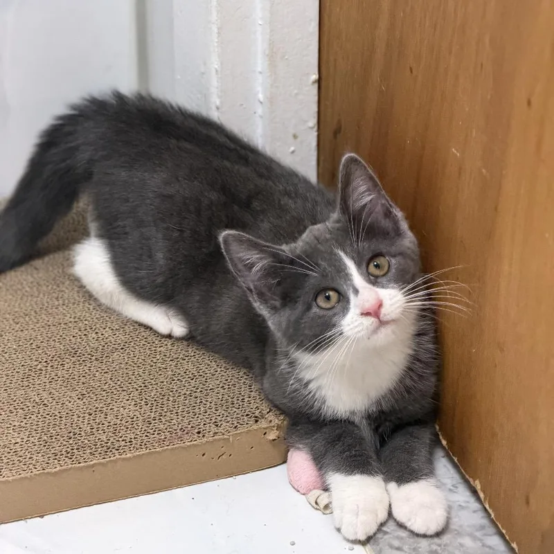 A baby small-sized female Gray / Blue / Silver Domestic Short Hair cat named Gigi for adoption in Middle Village, NY