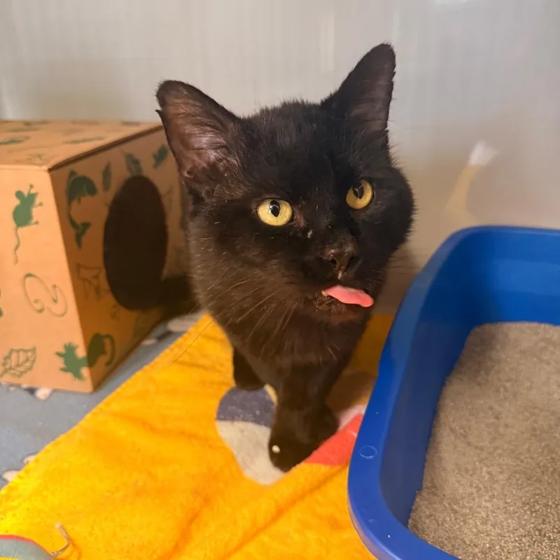 An adult large-sized male Black Domestic Short Hair cat named Puma for adoption in Saint Charles, MO
