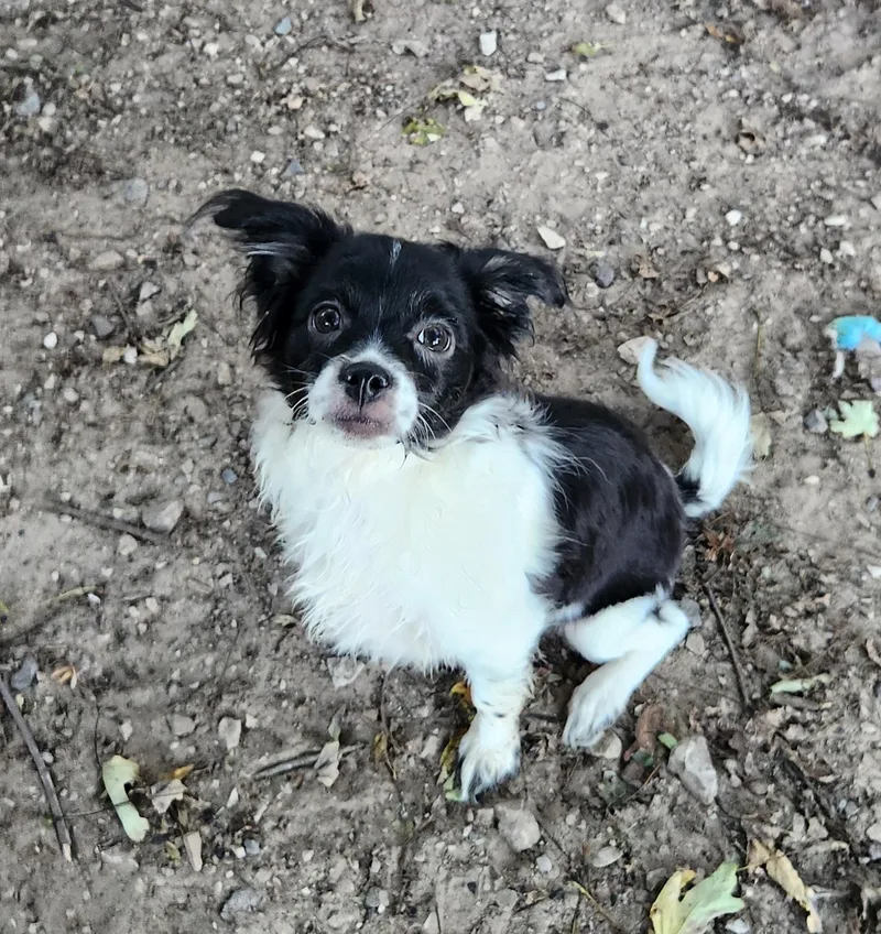 A baby small-sized male Papillon dog named Oliver for adoption in Liberty Center, OH