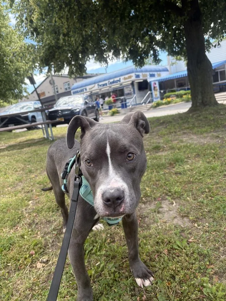 A baby medium-sized male Gray / Blue / Silver Pit Bull Terrier dog named Duke for adoption in Amherst, NY