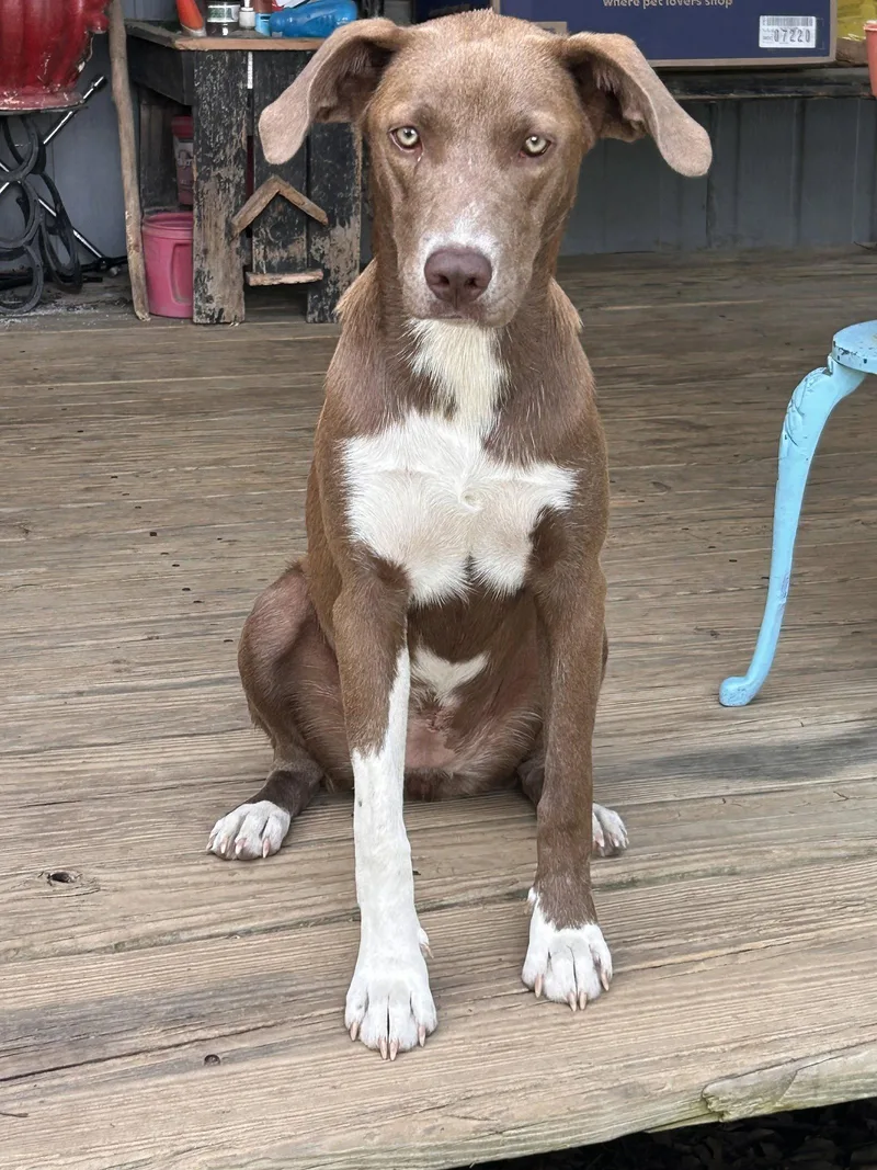 A young large-sized female German Pinscher dog named Tipie Shape for adoption in Wakefield, RI