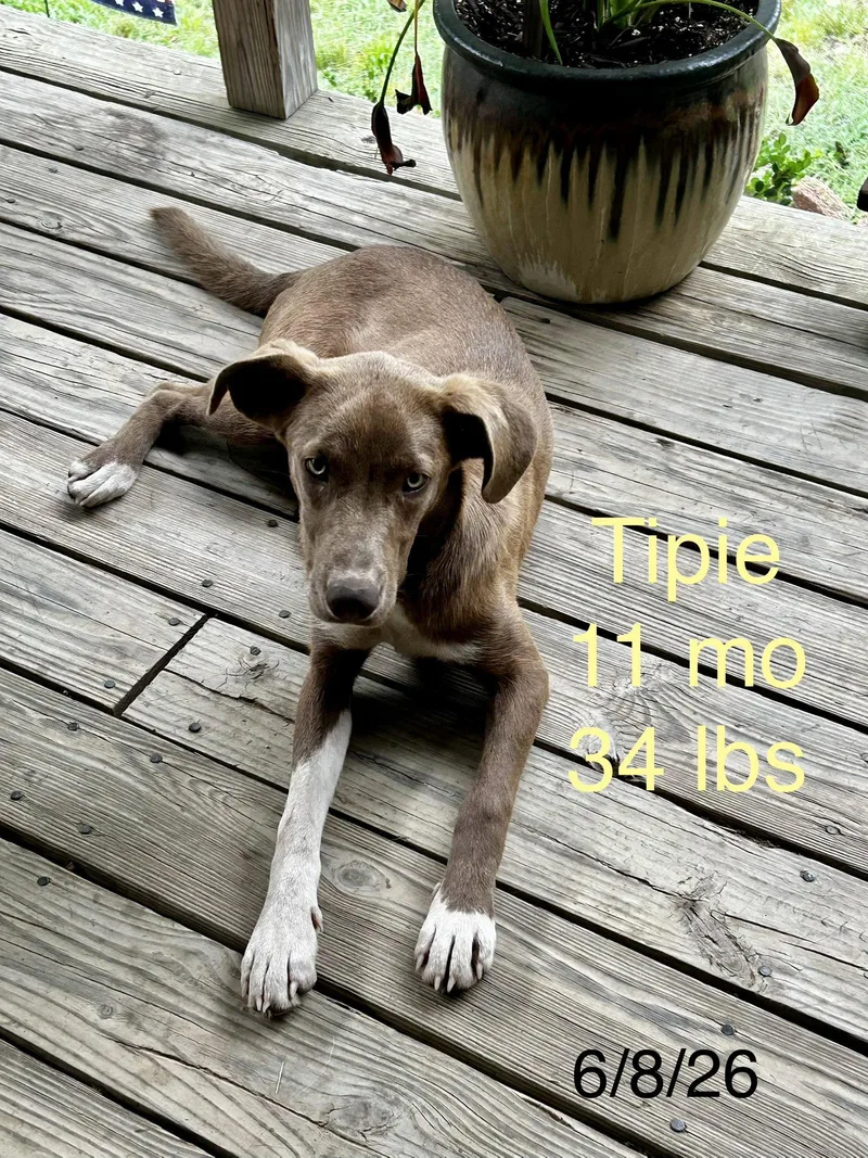 Tipie Shape thumbnail 2