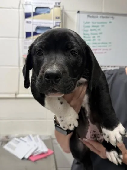 A baby large-sized male Mixed Breed dog named Wally Dally for adoption in Covington, LA