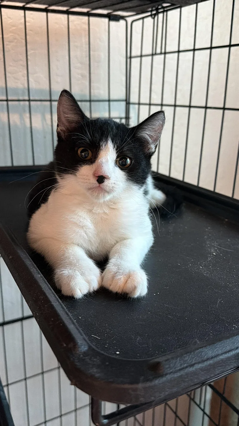 A baby small-sized female Black & White / Tuxedo Tuxedo cat named Tootsie for adoption in Oakley, CA