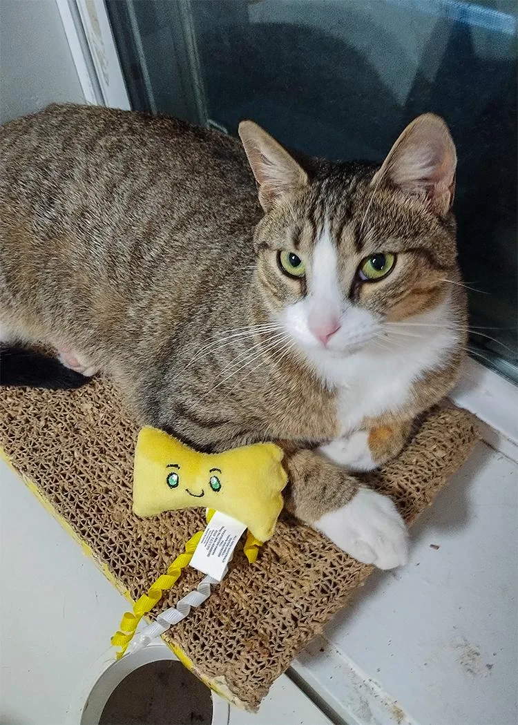 Bebezinho thumbnail 2