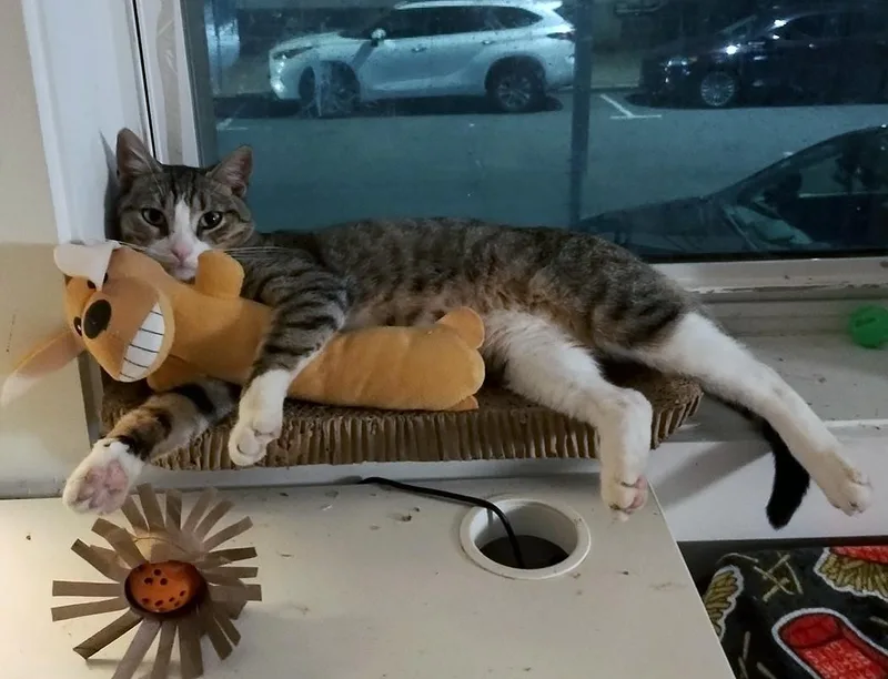 Bebezinho thumbnail 3