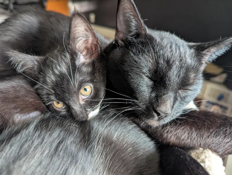 A young medium-sized female Black Domestic Short Hair cat named Mabel for adoption in Portland, OR