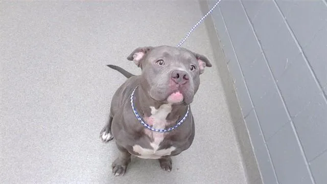 An adult large-sized male American Bulldog dog named James for adoption in Omaha, NE